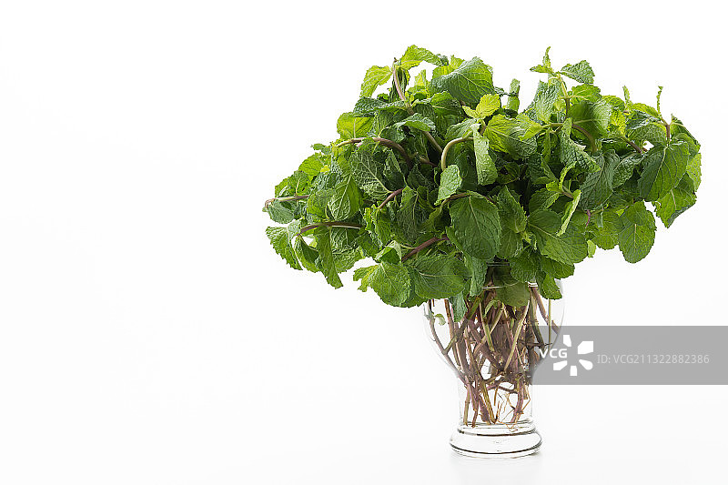 白色背景植物特写图片素材