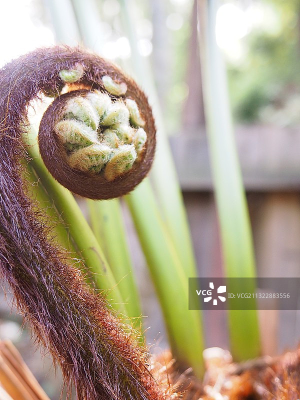 植物特写，美国加利福尼亚州圣克鲁斯山脉图片素材