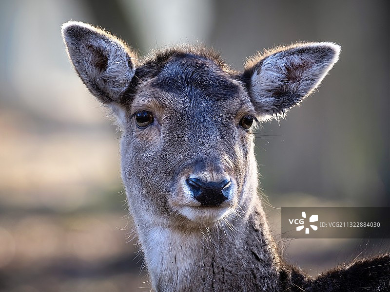 德国汉诺威鹿的特写图片素材