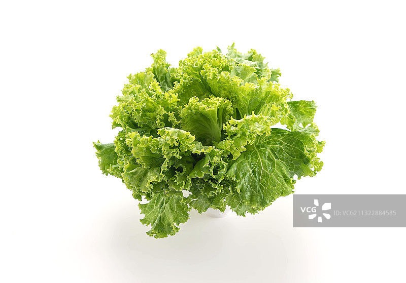 白色背景上的欧芹特写图片素材