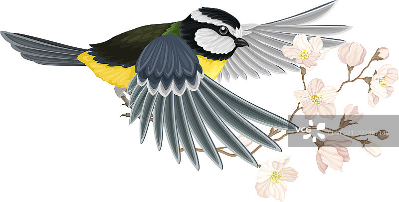 黑头黄身的大山雀飞翔图片素材