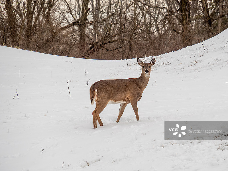 美国哈里森堡州立公园森林中的白色犀牛侧视图图片素材