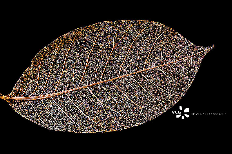 黑色背景下的干树叶特写图片素材