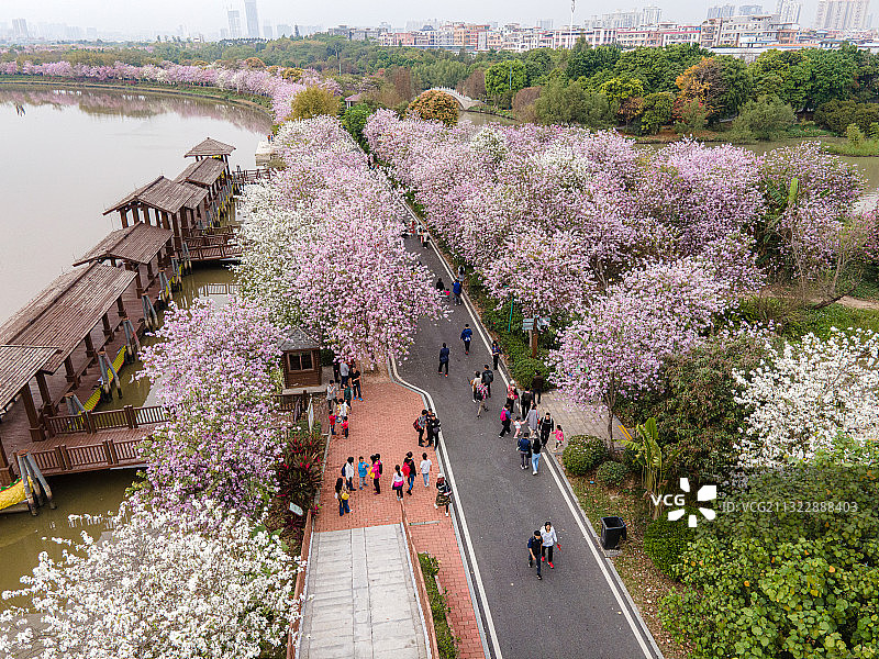 航拍广州海珠湖和海珠湿地公园图片素材