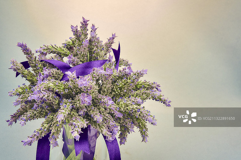 墙边的紫色花朵特写图片素材