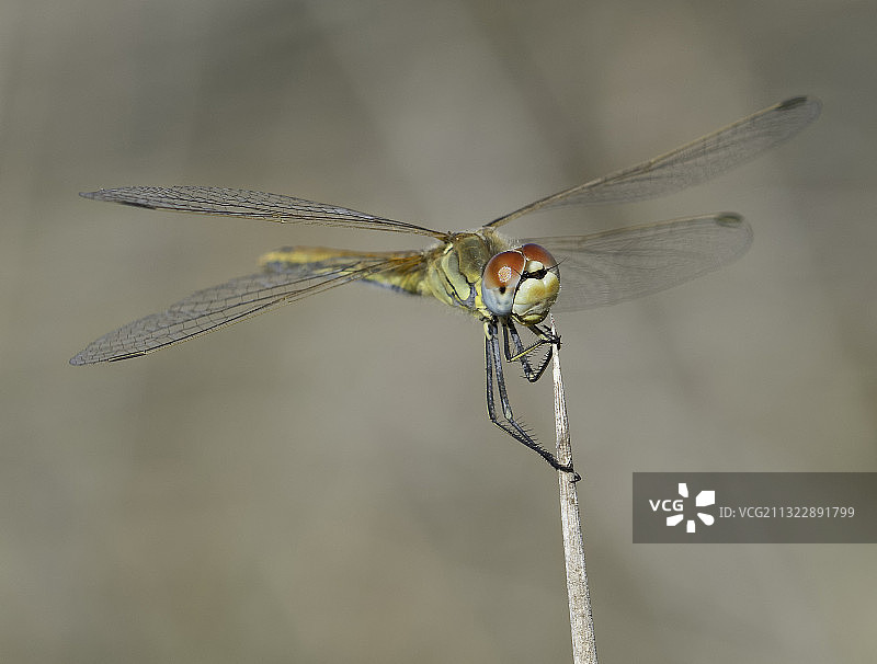 蜻蜓在小枝上的特写图片素材