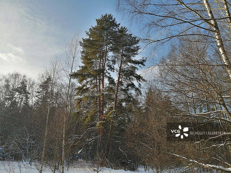 俄罗斯雪原上的树木图片素材