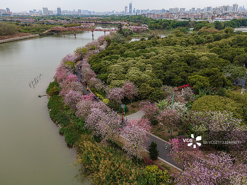 航拍广州海珠湖和海珠湿地公园图片素材