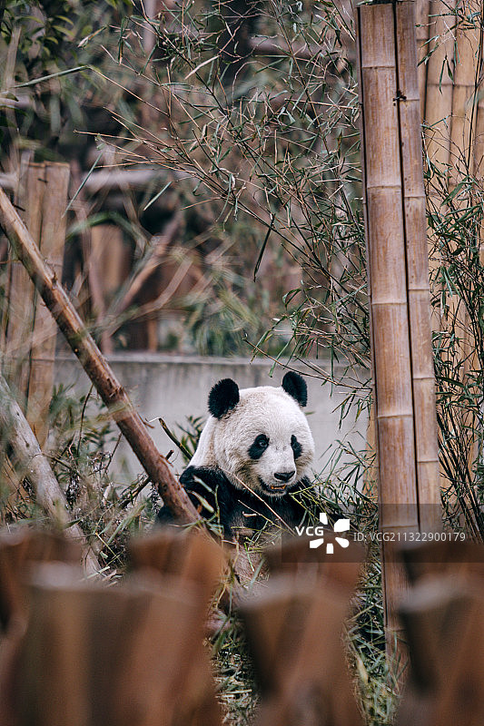 成都大熊猫繁育基地的大熊猫图片素材