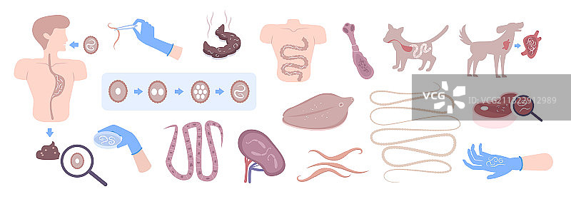 蠕虫寄生虫扁平化合集图片素材