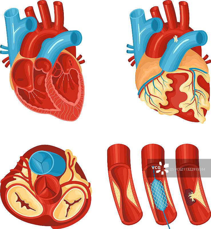 心脏解剖结构集合图片素材