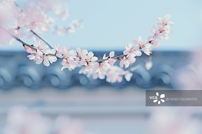 满园春色图片素材