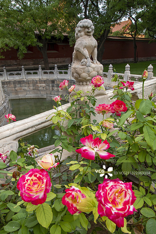 北京故宫紫禁城武英殿断虹桥芍药花图片素材
