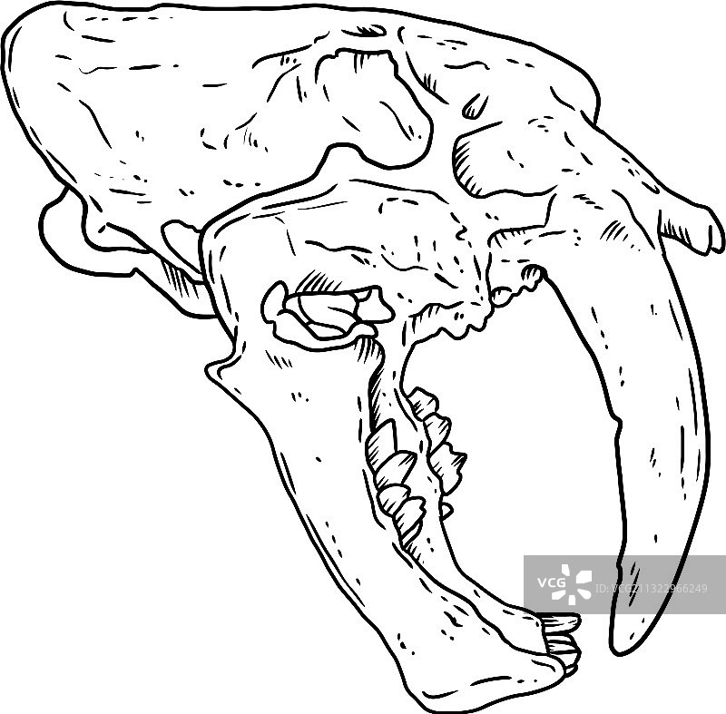 剑齿虎石化头骨手绘图片素材