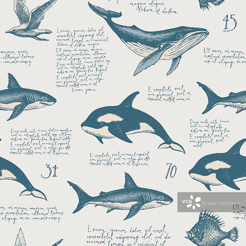 手绘鱼和文字的无缝图案图片素材