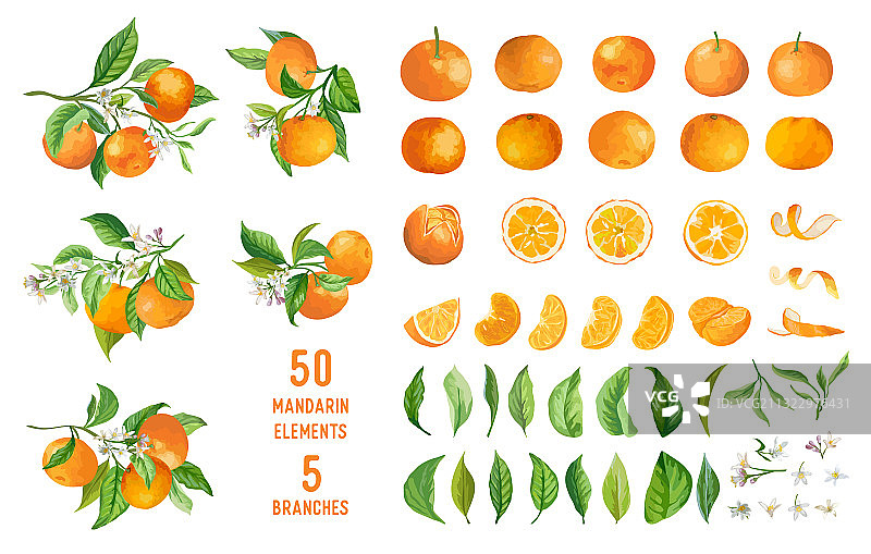 水彩橘子花叶图片素材