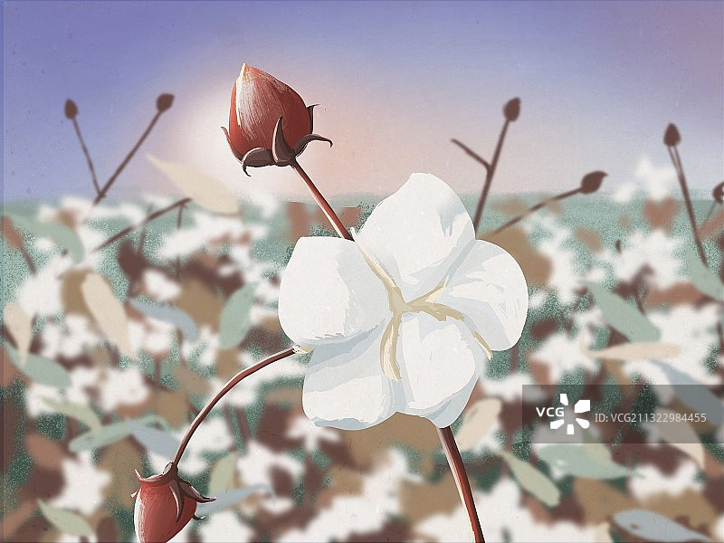 棉花图片素材