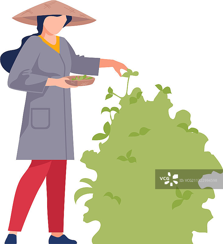 戴斗笠的亚洲女农民正在采摘植物图片素材