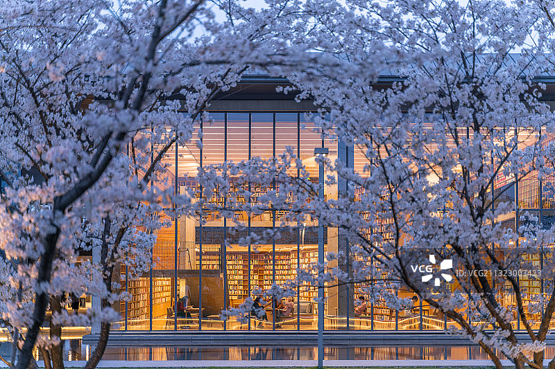 杭州良渚文化艺术中心与樱花树夜景图片素材