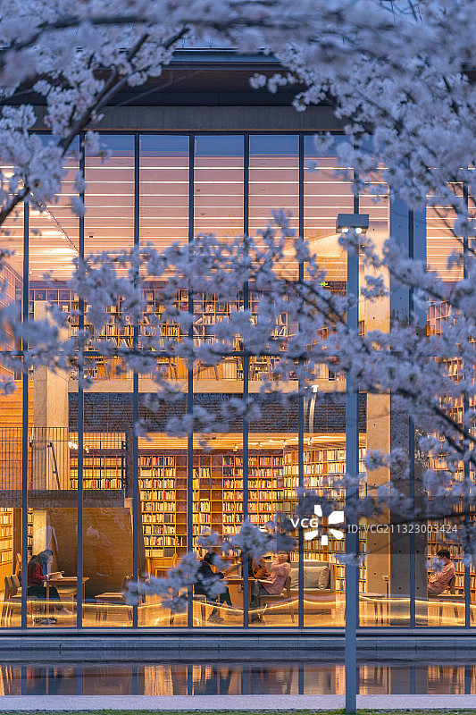 杭州良渚文化艺术中心与樱花树夜景图片素材