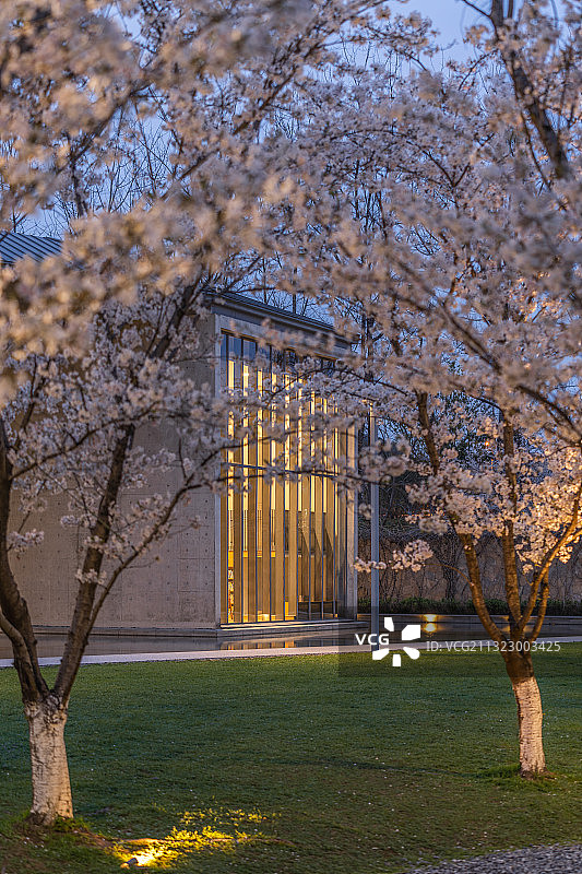 杭州良渚文化艺术中心与樱花树夜景图片素材