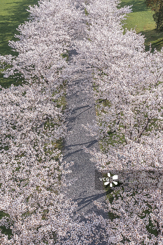杭州良渚文化艺术中心樱花大道航拍图片素材