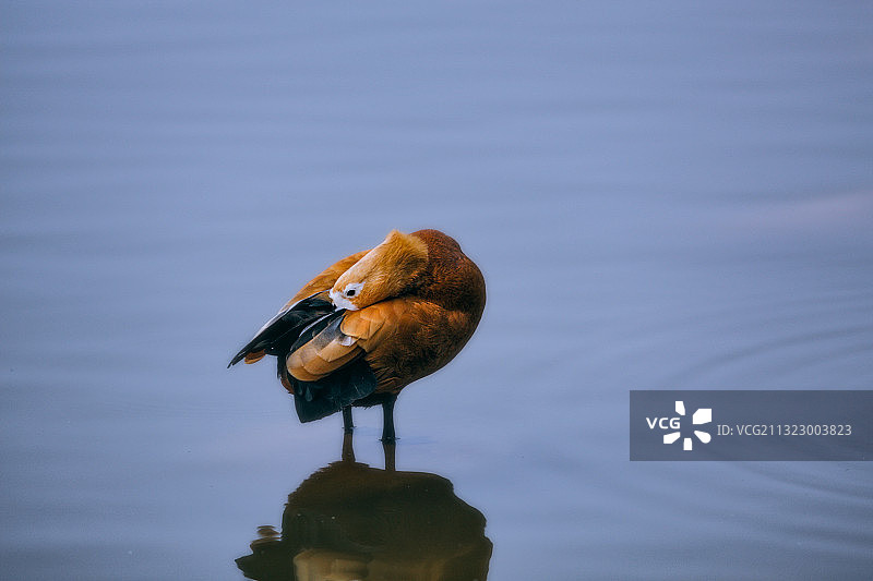 中国四川省成都市动物园里的赤麻鸭图片素材