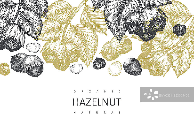 手绘榛子设计模板图片素材