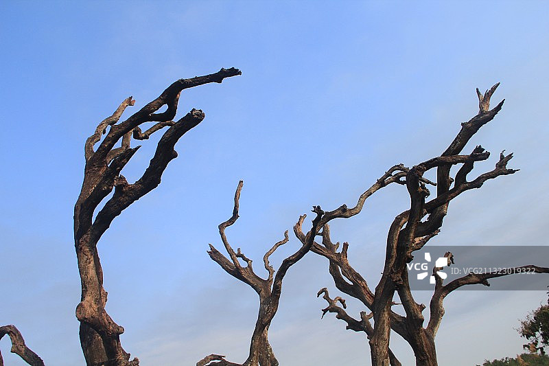 鹤之洲湿地公园枯树艺术区，枯而不倒的老荔枝树，生命不息。图片素材