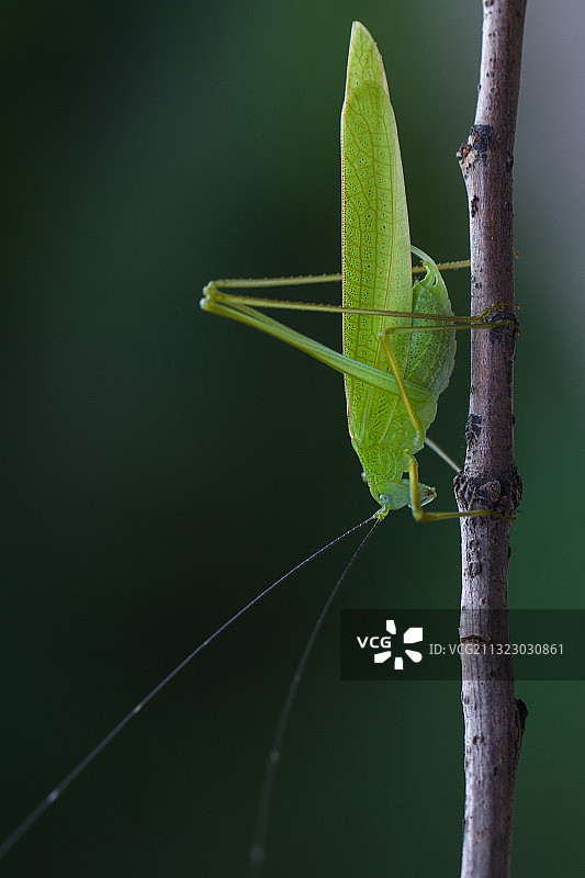 昆虫·螽斯图片素材