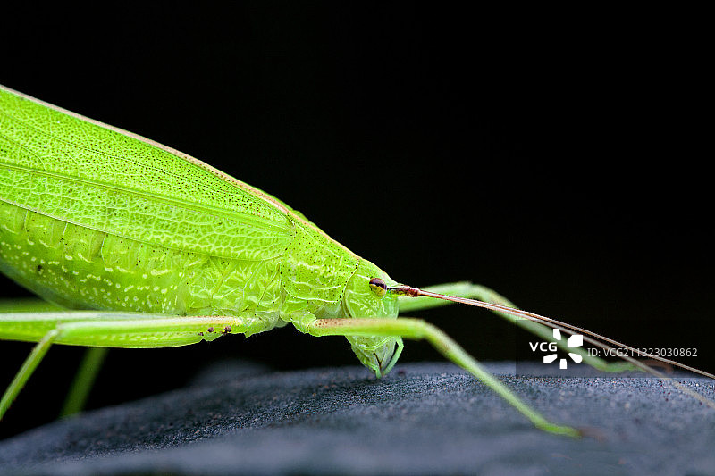 昆虫·螽斯图片素材