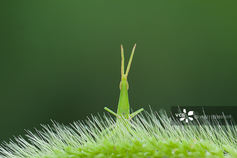 昆虫·蝗图片素材