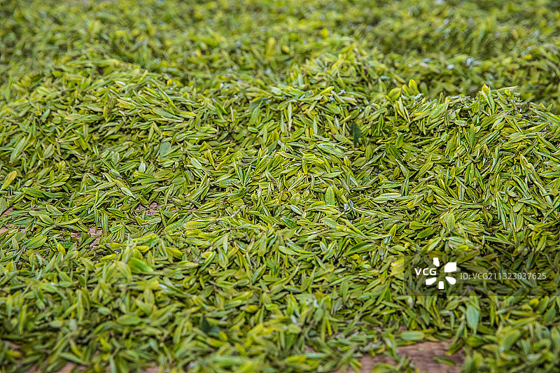春茶图片素材