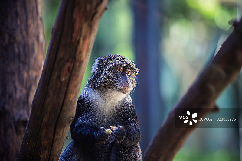 吃水果的长尾猴图片素材