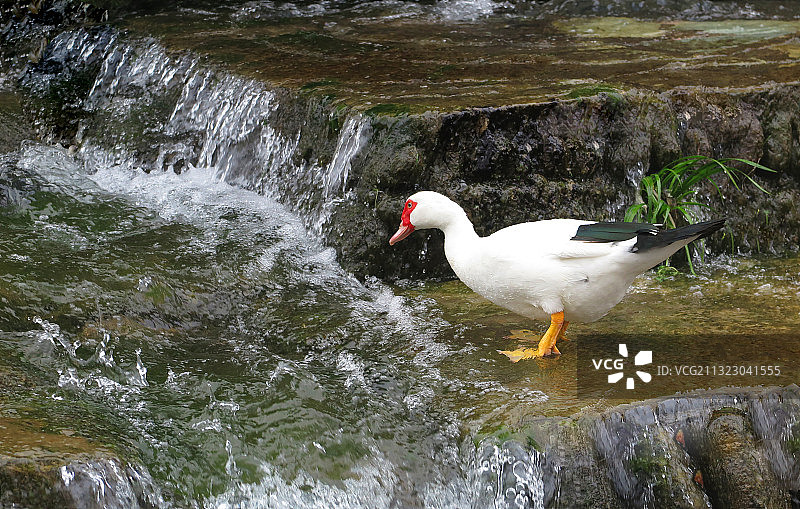 IMG_3324春江水暖--贵州铜仁江口县梵净山2015年3图片素材