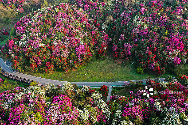 贵州百里杜鹃迎来盛开花期，俯瞰花海令人赞不绝口图片素材