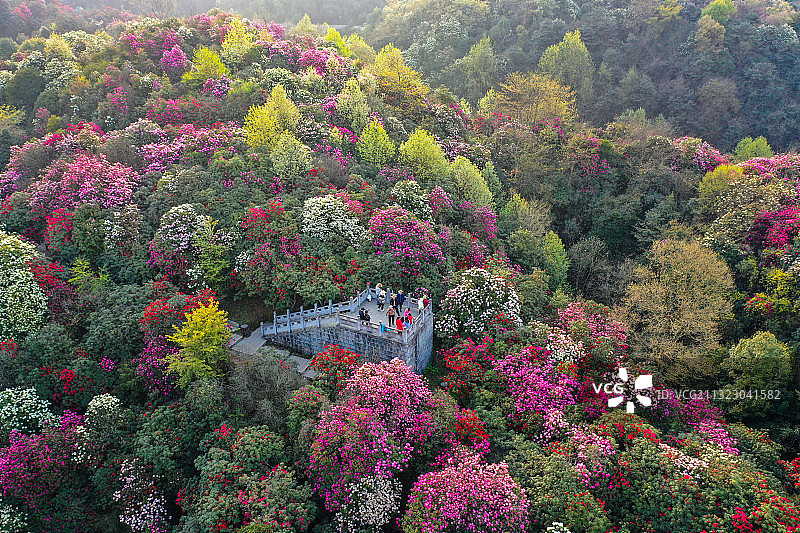 贵州百里杜鹃迎来盛开花期，俯瞰花海令人赞不绝口图片素材
