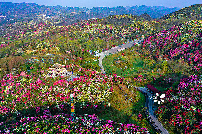 贵州百里杜鹃迎来盛开花期，俯瞰花海令人赞不绝口图片素材