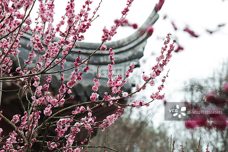 愚园梅花图片素材