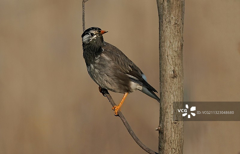 《对望》图片素材