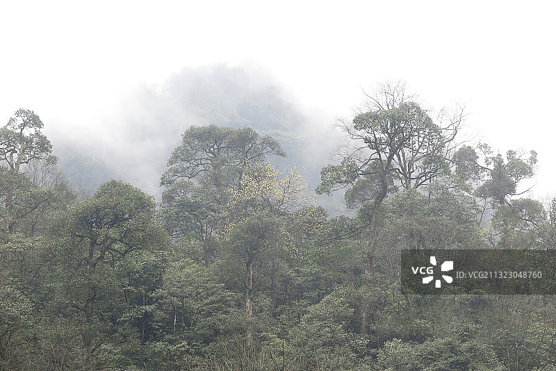 IMG_3282云雾里的中国贵州铜仁梵净山植被2015年3月图片素材