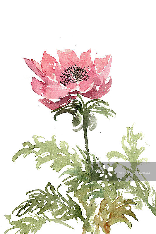 粉色的银莲花图片素材