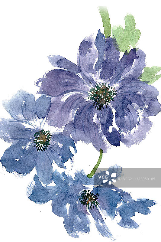 蓝色的银莲花图片素材