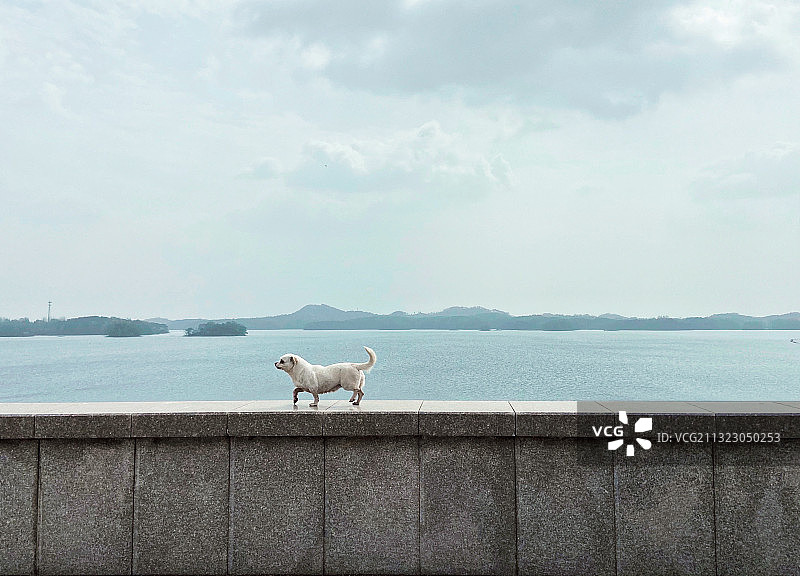 信阳南湾湖和宠物图片素材