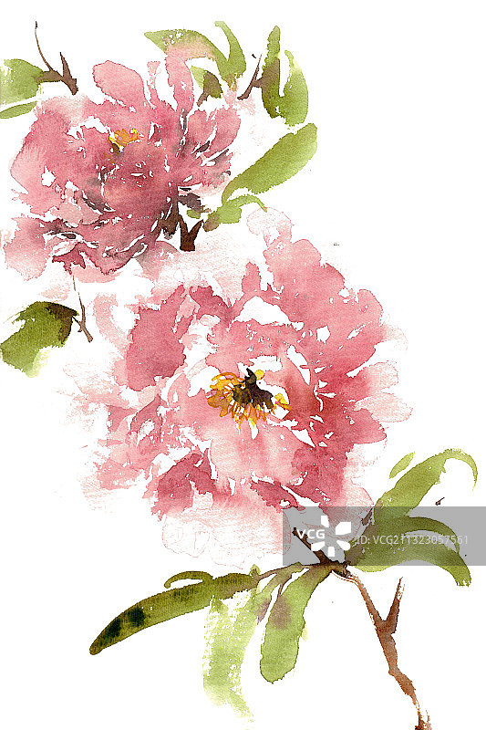 盛开的牡丹图片素材