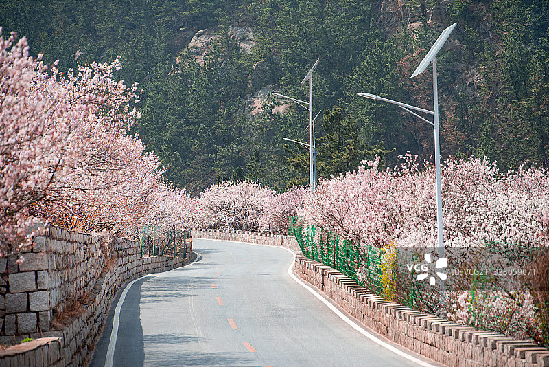 樱花，马路图片素材