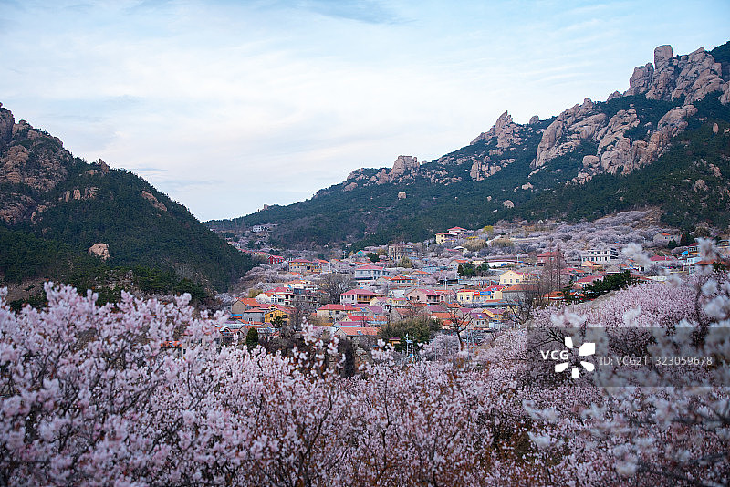 青岛崂山花海里的村庄夜景图片素材