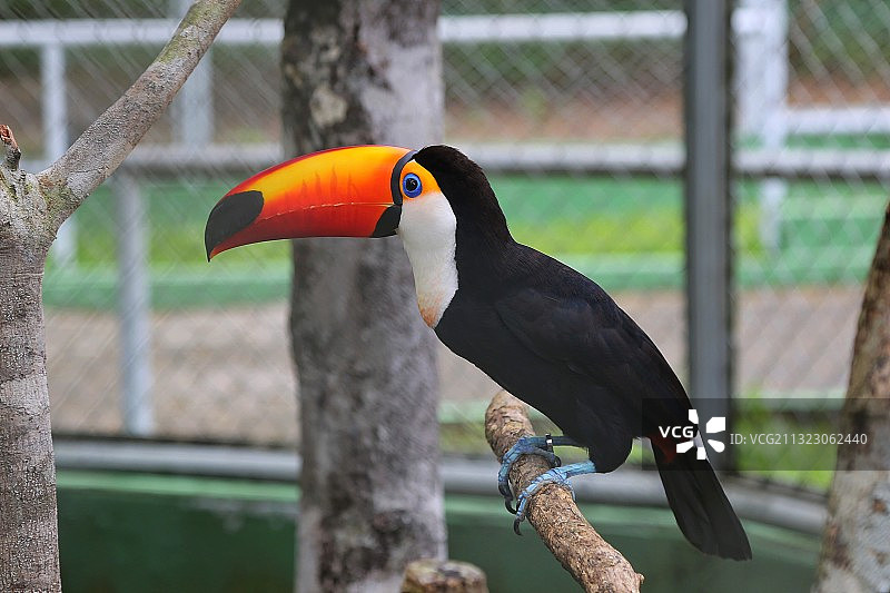 巨嘴鸟又名大嘴鸟图片素材