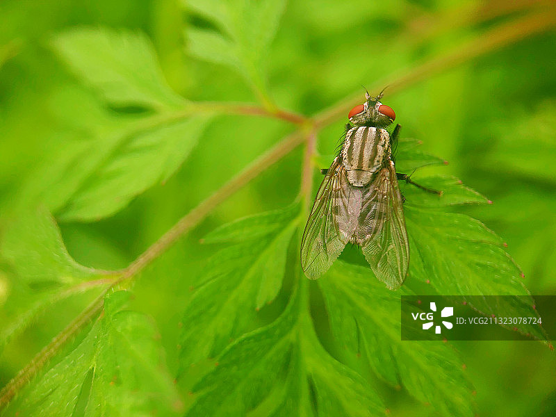 小红眼图片素材