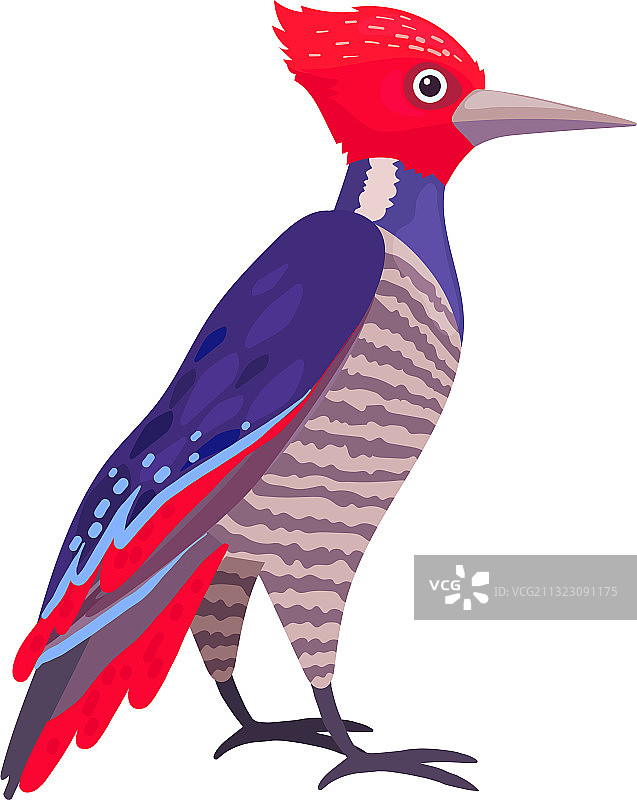 鲜艳羽毛的热带鸟类图片素材